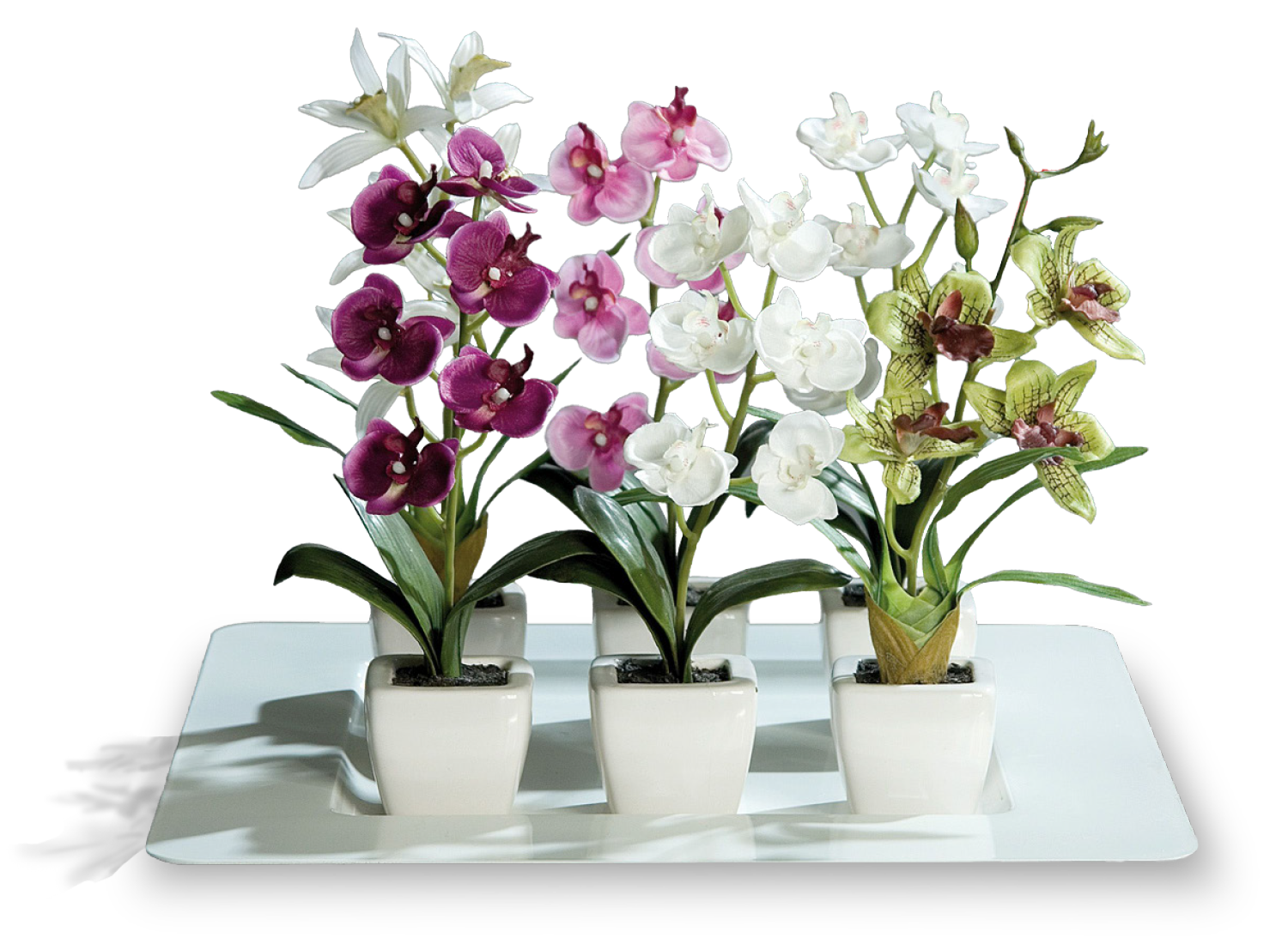 Orchidee